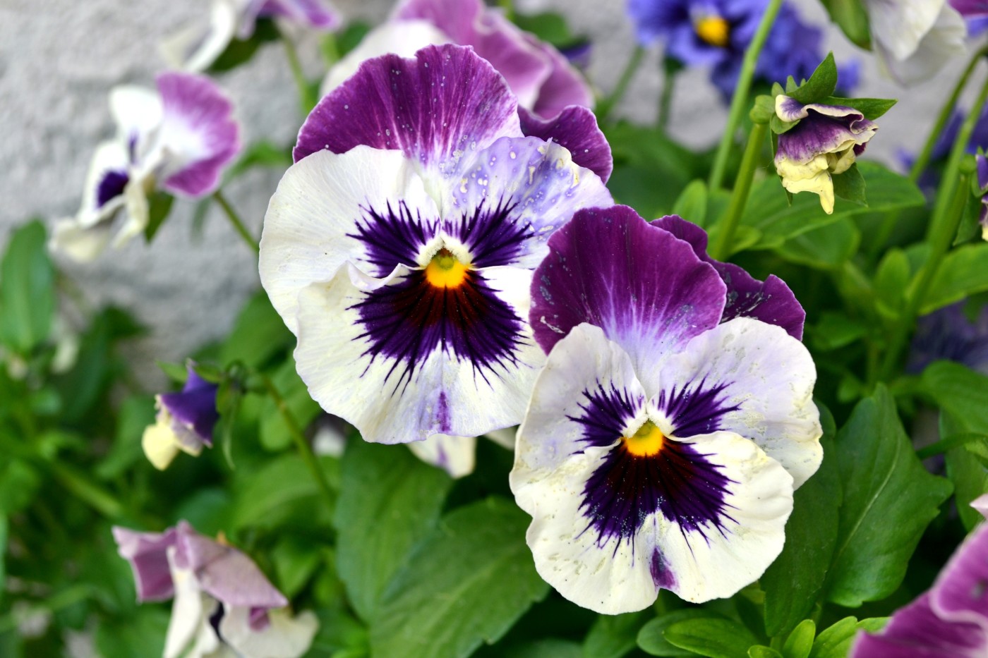 Pansies | Sunman, IN | Krueger Maddux Greenhouses